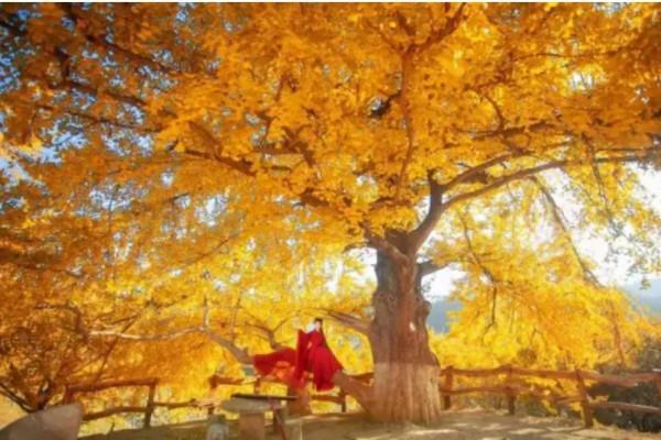 七律•銀杏樹題詠(平水韻,押七陽韻) 七律•銀杏樹題詠(平水韻,押七陽韻)