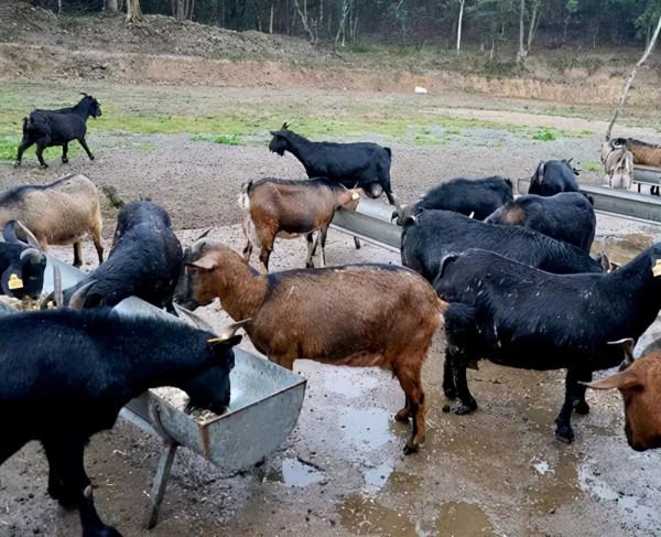 農民養羊發家,有一套管理很優越,出欄週期短、效益高 農民養羊發家,有一套管理很優越,出欄週期短、效益高