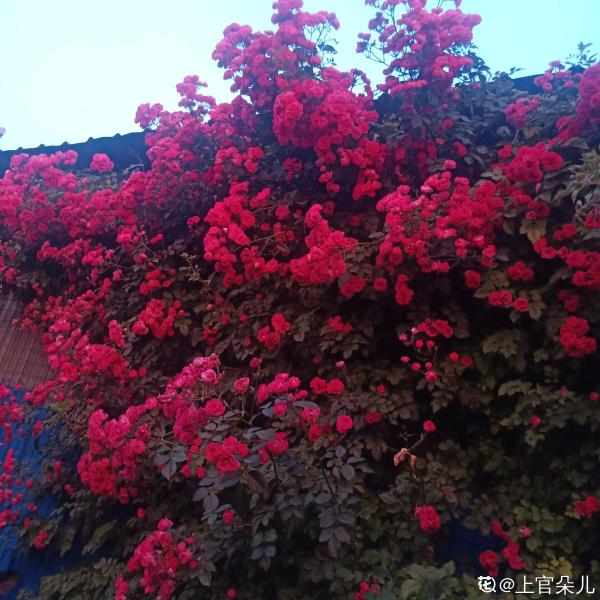 想打造花海瀑布，養1種花就夠了，開花爬滿整面牆