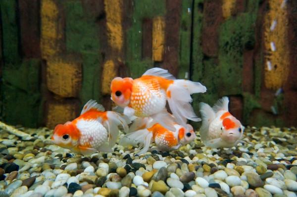 第3只出逃豹子依然找不到 杭州野生動物世界重新開放 第3只出逃豹子依然找不到 杭州野生動物世界重新開放