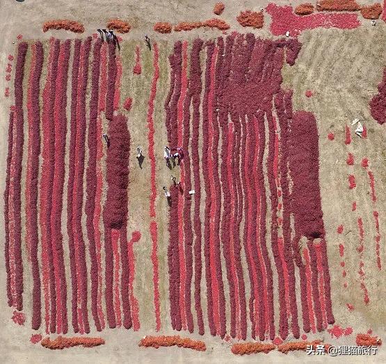 紅辣椒王國——焉耆盆地,這裡是新疆最大的紅辣椒生產基地 紅辣椒王國——焉耆盆地,這裡是新疆最大的紅辣椒生產基地