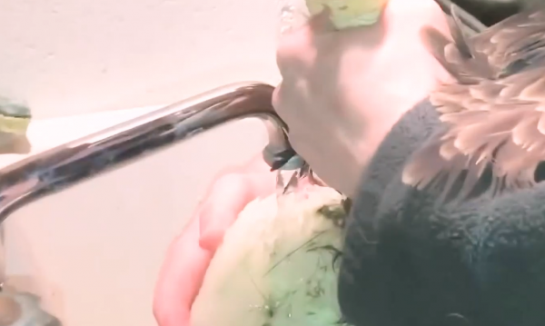 老鷹凍在湖面無法動彈,過路大叔趕緊幫忙,還有小貓咪也需要幫助 老鷹凍在湖面無法動彈,過路大叔趕緊幫忙,還有小貓咪也需要幫助