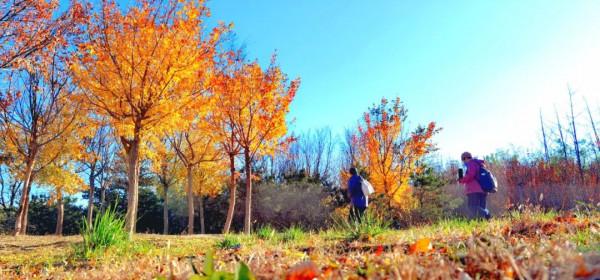 鳳凰嶺彩葉進入最佳觀賞期