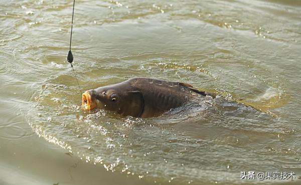 手竿野釣怎樣才能讓竿拋得更遠? 手竿野釣怎樣才能讓竿拋得更遠?