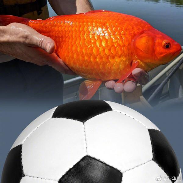 金魚家養易死亡，為何被放生後能長到足球大小？