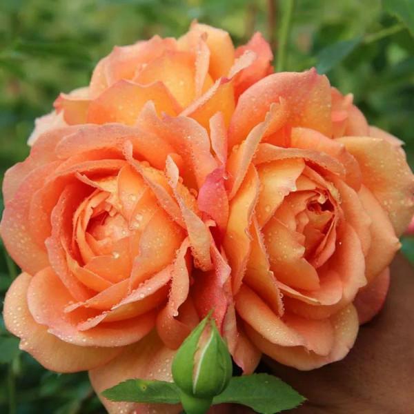 花多多2號和磷酸二氫鉀,統稱為“促花神器”,哪一種更好? 花多多2號和磷酸二氫鉀,統稱為“促花神器”,哪一種更好?