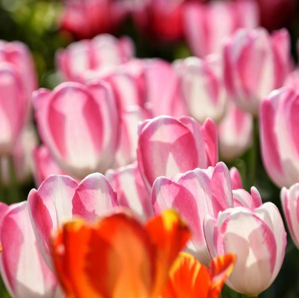 情侶園的鬱金香