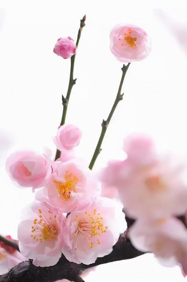 明日立冬，送你一組梅花圖，一首詩詞，願閤家團圓過暖冬