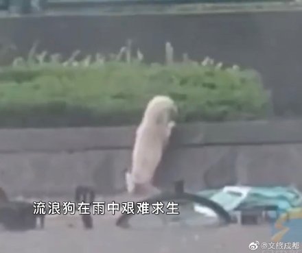 小生命也不應該被放棄