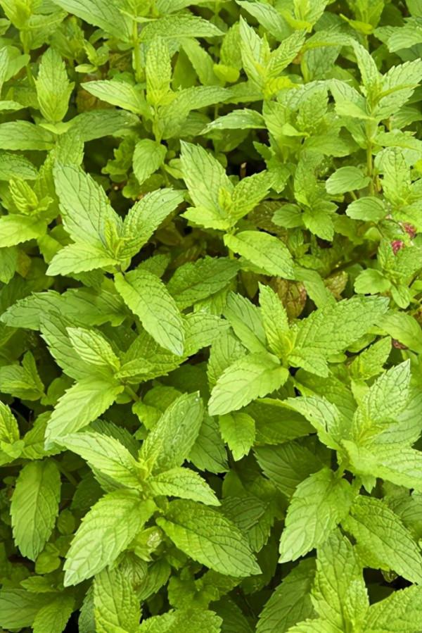 15 種在家庭中容易種植的香草