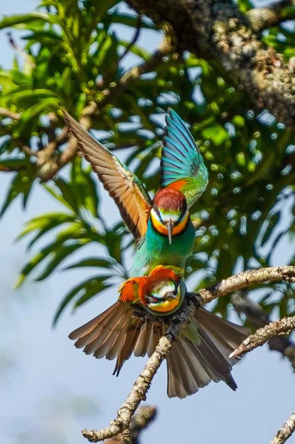 照片故事~黃喉蜂虎 照片故事~黃喉蜂虎