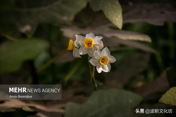 伊朗冬日波斯水仙盛開