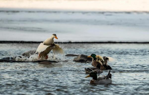何家溝裡,有隻家鴨子很想飛翔 何家溝裡,有隻家鴨子很想飛翔