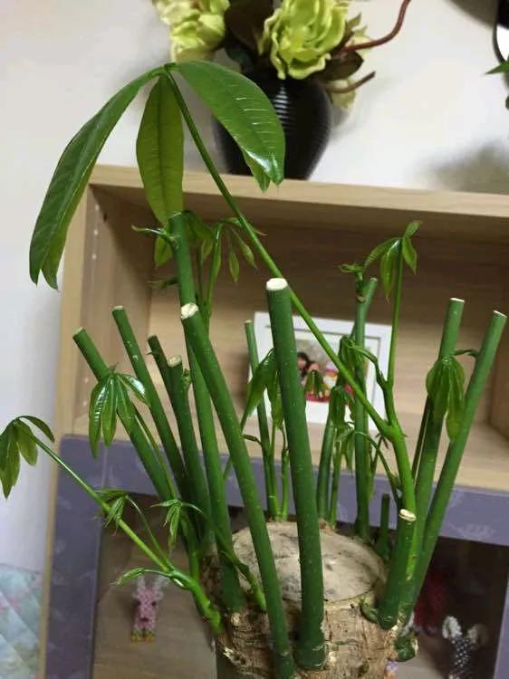 發財樹金錢樹黃葉子，這樣“搶救”，10天變綠葉，枝繁葉茂