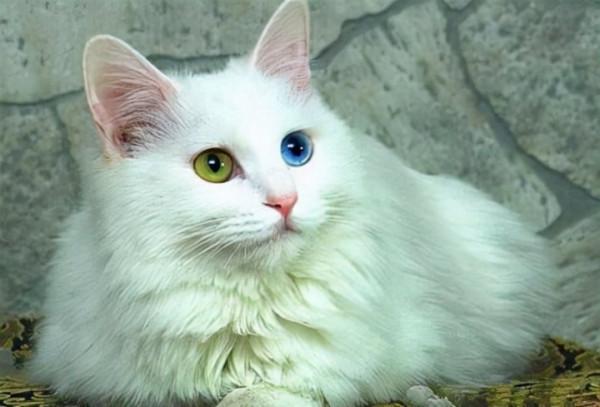 想養不“爛大街”的貓，可以選這幾種，基本很少人養