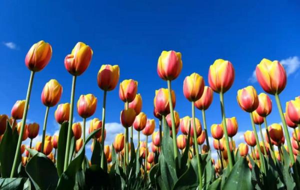 圖組丨踏著春光，迎接彌勒春暖花開