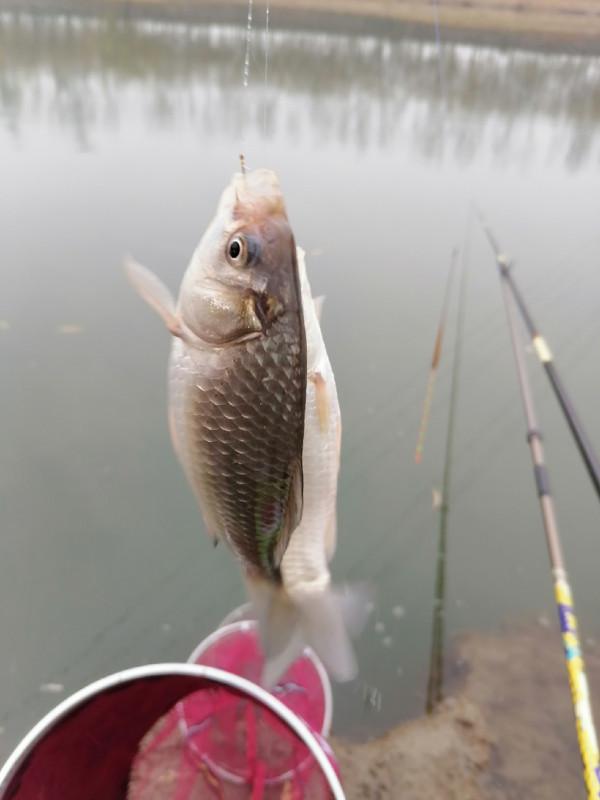 冬季怎麼釣魚，用餌和抓魚吃口才是關鍵
