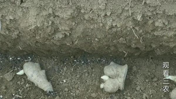 種植大姜的正確方法和步驟 種植大姜的正確方法和步驟