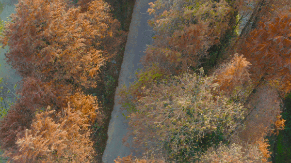 冬日紅杉！望城這條路自帶電影氛圍感→