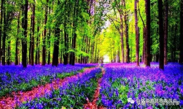 「產業發展」十大模式“引爆”林下經濟發展