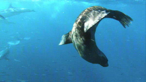 液體貓咪之謎：為什麼說貓都是液體？這竟然是被證明過的科學結論