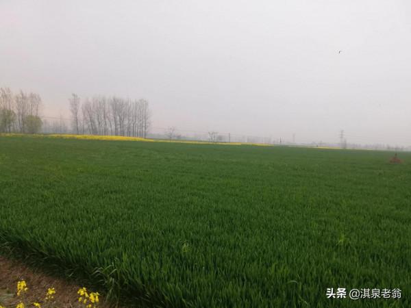 小麥地下害蟲防治策略