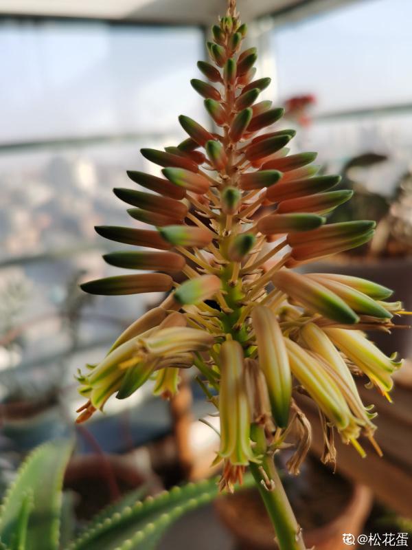 家裡養的蘆薈，開出一串大花箭，好運氣要來了？