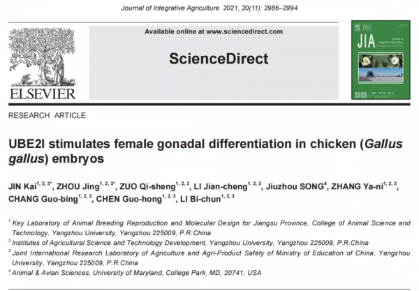 一個新的雌性特異表達基因UBE2I參與雞性別分化 一個新的雌性特異表達基因UBE2I參與雞性別分化