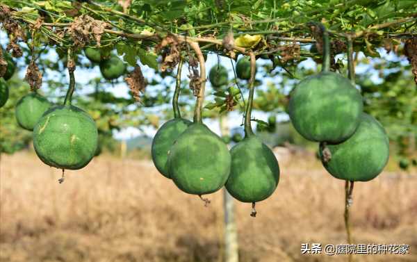 庭院裡不常見但非志怪的藤蔓植物