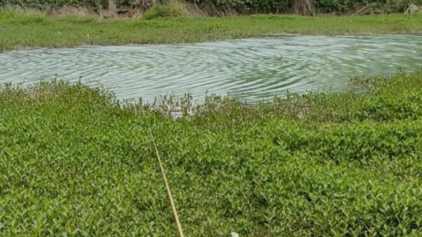 釣魚釣草窩！草窩分三種：金窩、銀窩和狗窩