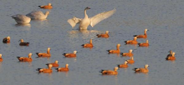 都是國寶和國保!山西汾河沿岸的精靈 都是國寶和國保!山西汾河沿岸的精靈