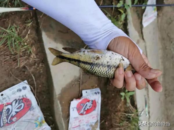 溪石斑，五寸長，對水質要求極高，如今上百元一斤，好吃又回味