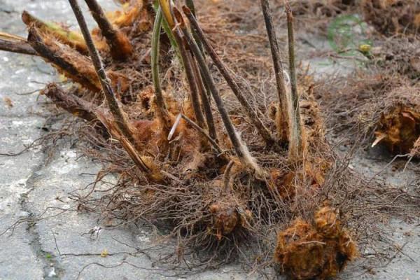 中藥知多少？&mdash;&mdash;狗脊