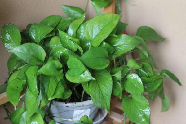 衛生間潮溼有異味，養上5種&OpenCurlyDoubleQuote;吸味花&rdquo;，祛溼除味還能&OpenCurlyDoubleQuote;滅菌&rdquo;