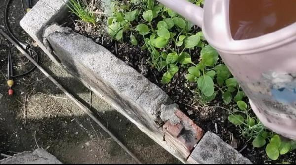 樓頂菜園日常10月12日