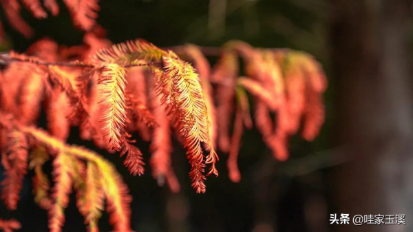 這個地方，會紅到你的心裡去