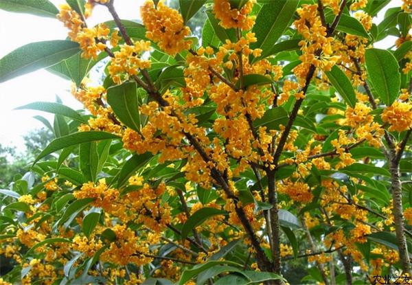 “壽命長”的11種花，好養寓意好，越養越值錢