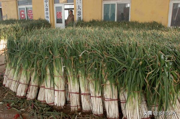 如何種出優質大蔥？抓好這5點，蔥白又長又粗