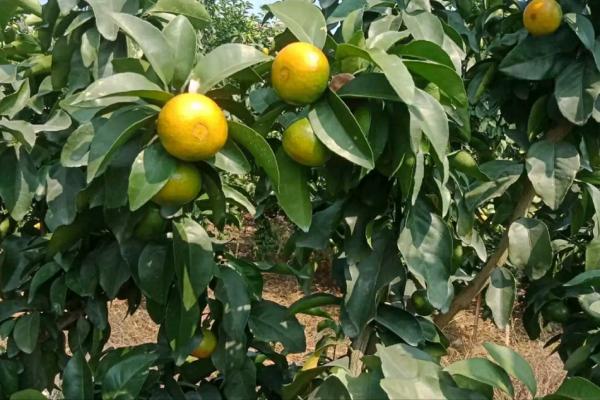 10萬棵砂糖橘被焚燒,2532棵梨樹被噴除草劑滅活,犯了啥錯? 10萬棵砂糖橘被焚燒,2532棵梨樹被噴除草劑滅活,犯了啥錯?