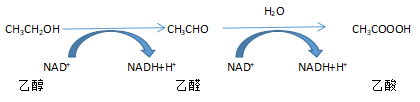 空腹飲酒後昏迷！這類病史者千萬注意