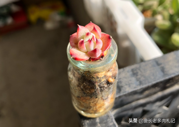 新玩法——用玻璃瓶養多肉,既方便打理又易於上色,陽臺黨的福音 新玩法——用玻璃瓶養多肉,既方便打理又易於上色,陽臺黨的福音
