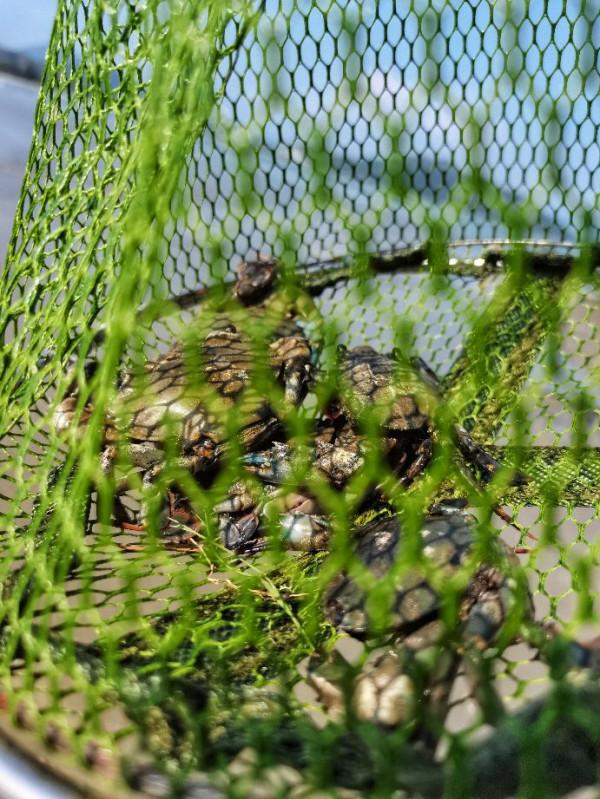 避開人山人海的深圳惠東沙灘,去深汕合作區尋找新的趕海聖地 避開人山人海的深圳惠東沙灘,去深汕合作區尋找新的趕海聖地