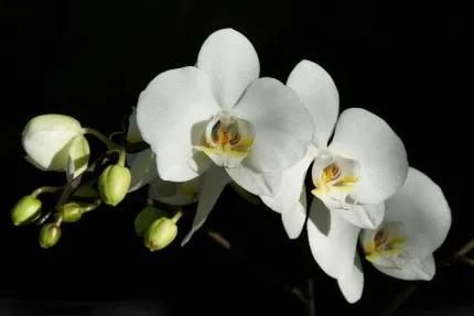 分享——高雅多姿的蝴蝶蘭