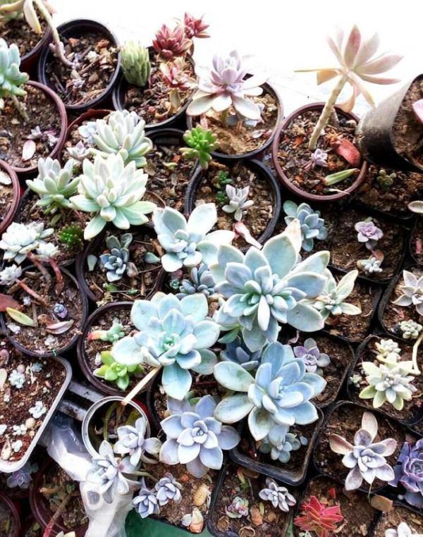 出門旅遊一趟，陽臺法師&OpenCurlyDoubleQuote;死一窩&rdquo;，網友：三伏天養多肉，很正常