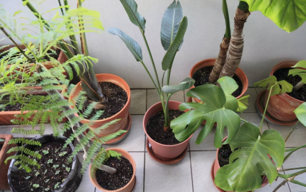 學會使用這些小妙招,養花真的能夠少走彎路 學會使用這些小妙招,養花真的能夠少走彎路