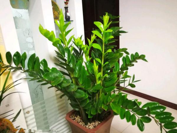 金錢樹不愛長新芽，掌握“3個要點”，小芽一個接一個