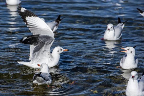 快來，瀘沽湖的冬日精靈，想和你交個朋友！