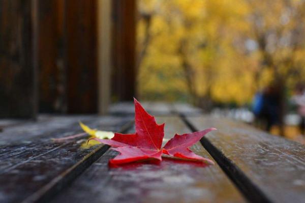 散文:絮語,生命的晚秋 散文:絮語,生命的晚秋