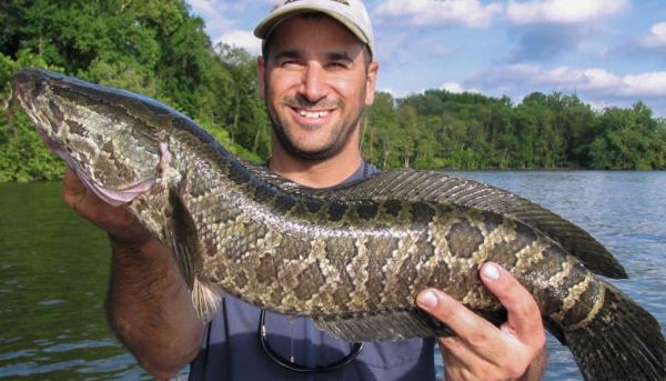 亞洲黑魚入侵美國！一米多長體如胖豬，美國人為何束手無策？