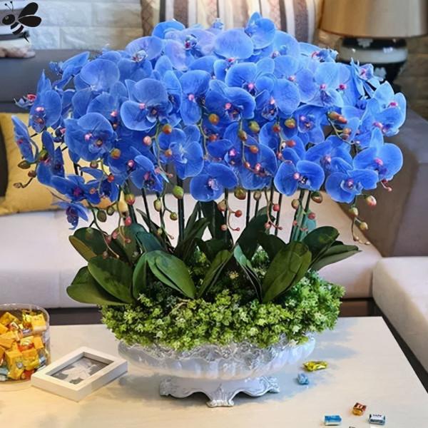 7種&OpenCurlyDoubleQuote;土豪花&rdquo;，貴的太離譜，工薪族&OpenCurlyDoubleQuote;捨不得&rdquo;，看看解解饞